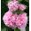 Οι διπλοί μοβ σπόροι του Hollyhock Chater - Althea rosea fl. pl. - 50 σπόρους - Althaea rosea