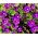 वीनस लुकिंग ग्लास सीड्स - लेगोसिया स्पेकुलम-वेनेरिस - 2250 बीज - 