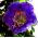 Mėlyna taurė ir puodų vynuogių sėklos - Cobaea scandens - 7 sėklų