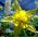 Sementes aquilégias douradas - Aquilegia chrysantha - 270 sementes