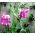 Plačialapiai amžino žirnių mišrios sėklos - Lathyrus latifolius - 36 sėklos
