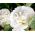 Hollyhock Chater's Double White semená - Althea rosea fl. pl. - 50 semien - Althaea rosea