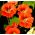 Garden Nasturtium - mix seeds - Tropaeolum majus - 40 seeds