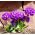 Sjemenke jaglaca za bubnjeve - Primula denticulata - 600 sjemenki - Penicula denticulata