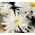 Црази Даиси, Сновдрифт семена - Цхрисантхемум макимум фл.пл - 160 семена - Chrysanthemum maximum fl. pl. Crazy Daisy
