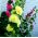 Semillas amarillas dobles de Hollyhock Chater - Althaea rosea fl. pl. - 50 semillas - Alcea