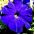 Petunya Ultra Mavi tohumlar - Petunya x hybrida grandiflora - 80 seeds - Petunia x hybrida 