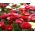英国雏菊Monstrosa混合种子 -  Bellis perennis  -  600粒种子 - 種子