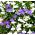 Lobelia Riviera Бяло семе - Lobelia erinus - 3200 семена