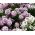 Sweet Alyssum mix seeds - Lobularia maritima - 1750 seeds