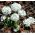 Drumstick Primrose frø - Primula denticulata - 600 frø - Penicula denticulata