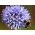 Насіння розторопші - Echinops ritro - 120 насінин - насіння