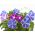 Purpurvindel - 56 frø - Ipomoea purpurea