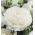 Ranunculus - bianco - pacchetto di 10 pezzi