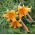Lilium, Lily African Queen - βολβός / κόνδυλος / ρίζα
