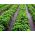 黑色防杂草羊毛（农用纺织品）-覆盖草莓和野草莓-1.60 x 5.00 m - 
