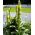 Mullein Perak Raksasa, biji Mullein Turki - Verbascum bombyciferum - 4000 biji - Verbascum L.