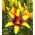 Lilium, Lily Yellow & Brown - bulb / tuber / root