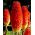 Kniphofia，Red Hot Poker，Tritoma Red-Yellow  - 洋葱/块茎/根