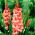 Gladiolus Spic and Span - pakke med 5 stk