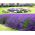 Lavendel Hidcote frø - Lavandula angustifolia - 200 frø - Lavendula vera