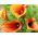 Zantedeschia, Calla Lily Orange - květinové cibulky / hlíza / kořen