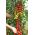 Насіння томатів Коралик насіння - Lycopersicon esculentum Mill - 160 насіння - Lycopersicon esculentum var. cerasiforme 