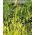 Насіння жовтого лисохвоста - Setaria glauca - Setaria pumila - насіння