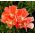 Clarkia Godetia Light Lososová semena - Godetia grandiflora - 1500 semen - Godetia grandifllora