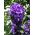 دانه های گل گاوزبان کلافه شده - Campanula glomerata acaulis - 910 دانه