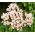バレリアン種子 - バレリアナオフィシナリス -  280種子 - Valeriana officinalis - シーズ