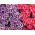 Drugelių gėlių mišrios sėklos - Schizanthus wisetonensis - 900 sėklų