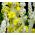 Гигантски сребърен лопен, турски семена от лопен праскова - Verbascum bombyciferum - 4000 семена - Verbascum L.