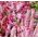 Semințe roz statice - Limonium Suworowii - 1100 de semințe - Limonium suworowii, syn. Psylliostachys suworowii