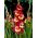 Gladiolus Far West - 5 kosov; Mačja lilija