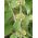 Marrubium vulgare - 100 sementes