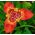 Tigridia, Tiger Flower Mix - 10 kvetinové cibule