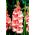 Gladiol Spic dan Span - 5 umbi - Gladiolus Spic and Span