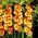 Gladiolsläktet Princess Margaret Rose - paket med 5 stycken - Gladiolus Princess Margaret Rose