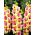 Gladiolus Mon Amour - pakke med 5 stk