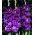 Kardelis Violetta - pakuotėje yra 5 vnt - Gladiolus Violetta