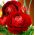 Ranunculus, Buttercup Red - 10 bulbs