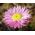 Papīrs Daisy Mix sēklas - Helipterum roseum