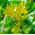 カナリアツタ、カナリア鳥つる種子 -  Tropaeolum peregrinum  -  24種子 - シーズ