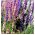 Ракета Лакшпур смесени семена - Delphinium ajacis hyacinthiflorum fl. пл. - 500 семена