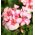 常春藤天竺葵种子 - 天竺葵peltatum  -  5种子 - Pelargonium peltatum - 種子