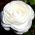 Ranunculus, Hahnenfuß, Ranunkel White - 10 Zwiebeln