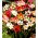 Sparaxis, amestec de flori arlequin - 20 de bulbi - Sparáxis