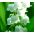 Ландыш майский - белый - Convallaria majalis