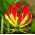 گلوریوزا، لیلی آتش، شعله لیلی Rothschildiana - لامپ / غده / ریشه - Gloriosa